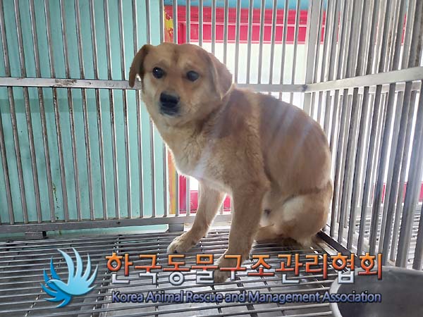 보호중 믹스견의 가…