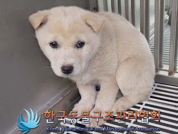 한국동물구조관리협회_441409202400236