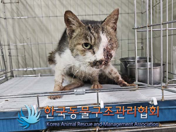 한국동물구조관리협회_411310202400017