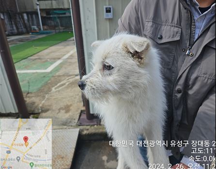 보호중 믹스견의 가…