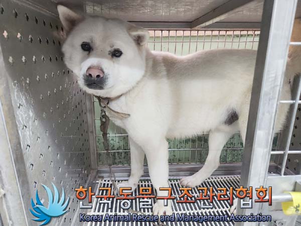 한국동물구조관리협회_441560202400157
