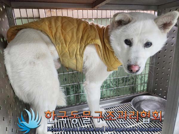 종료(반환) 믹스견…