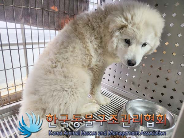보호중 믹스견의 가…