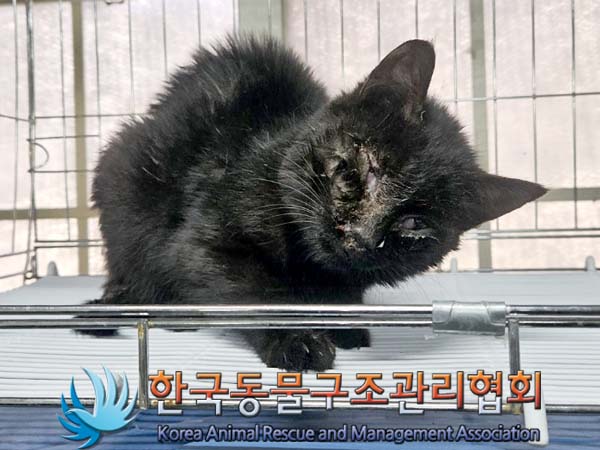 한국동물구조관리협회_411316202400028