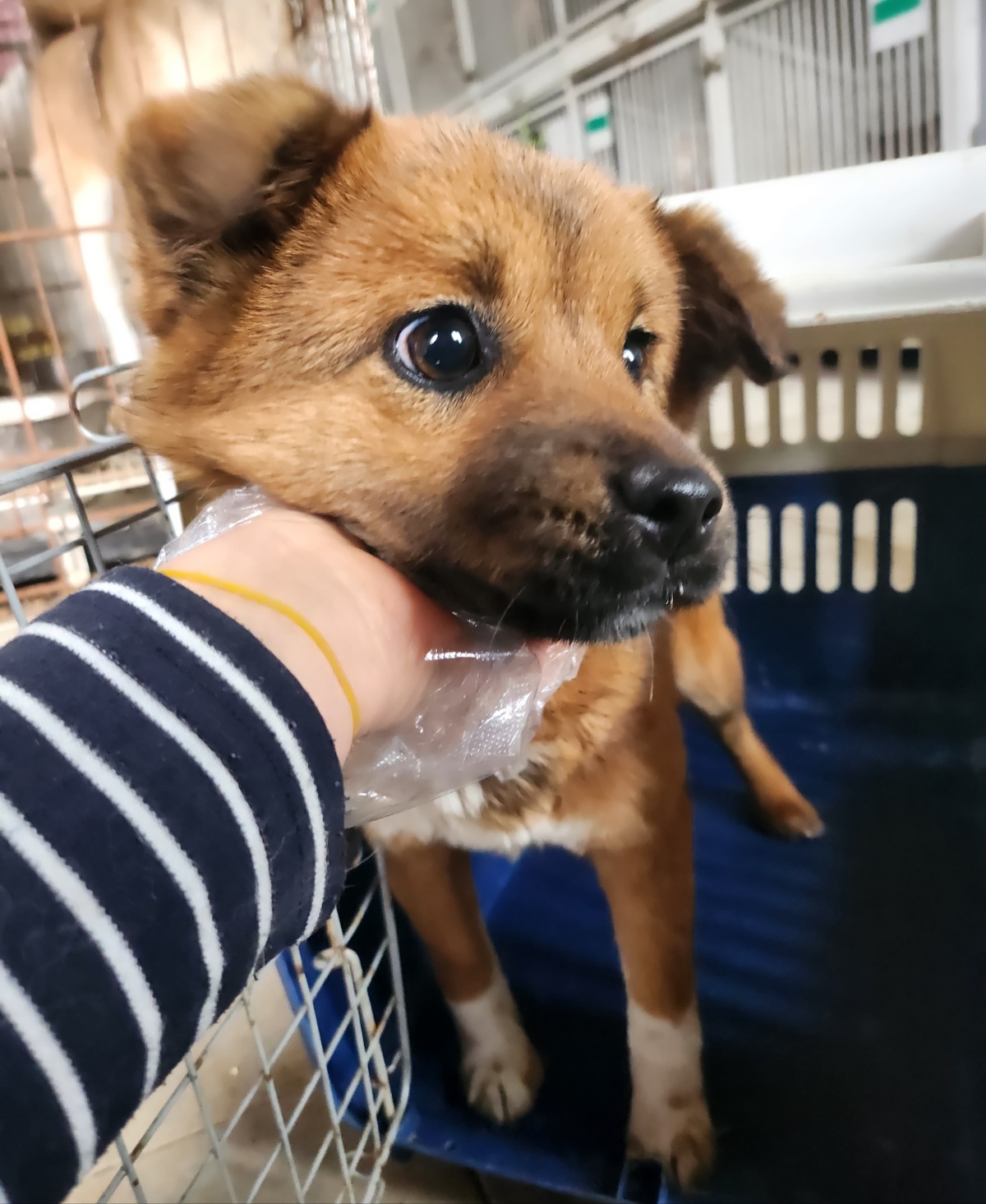 울산유기동물보호센터_431373202400097