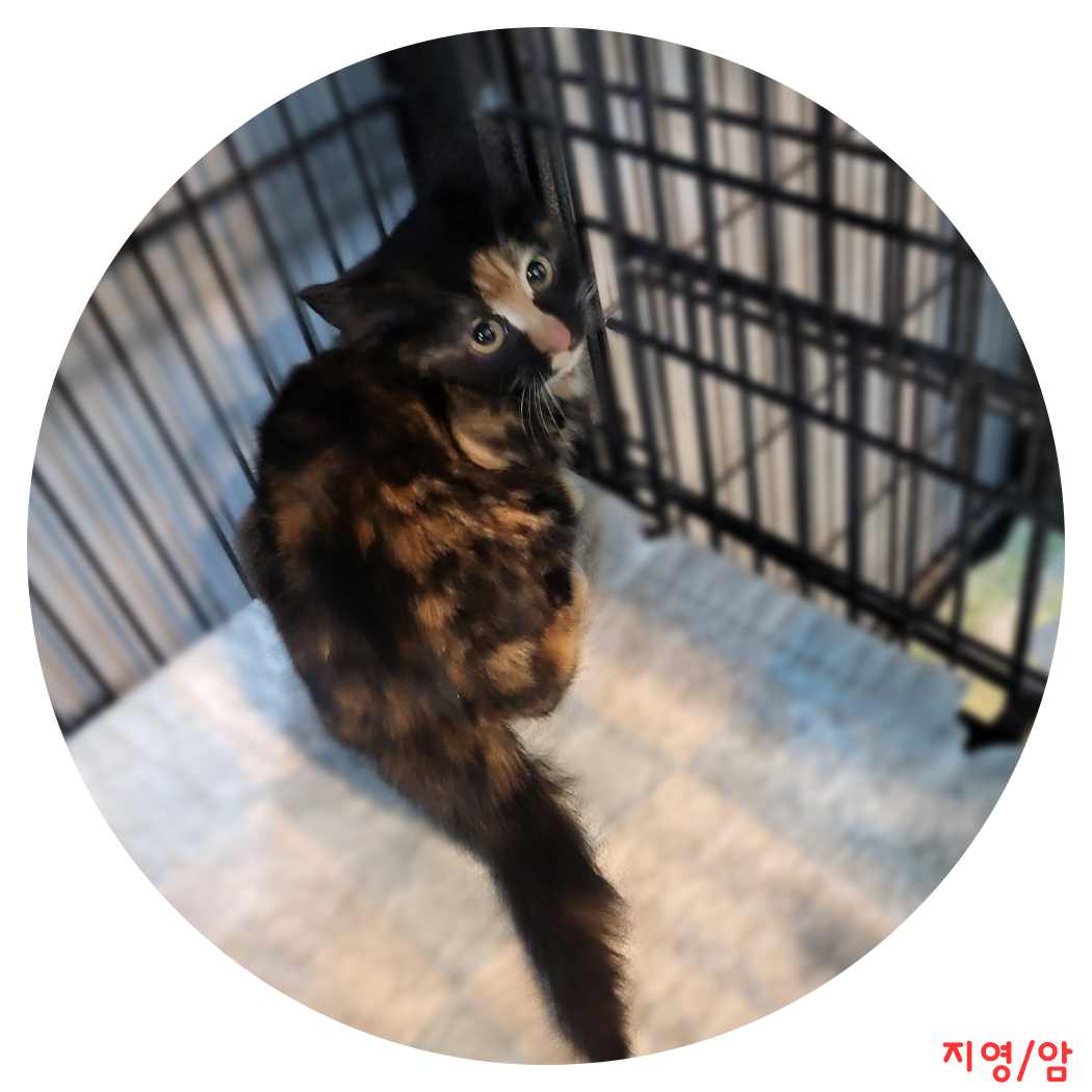군산유기동물보호센터_445467202400226
