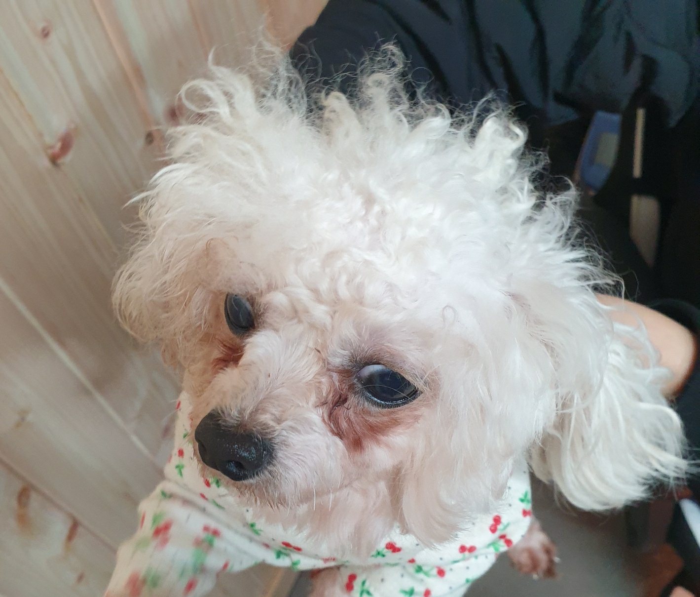 남양동물보호센터_441553202400299