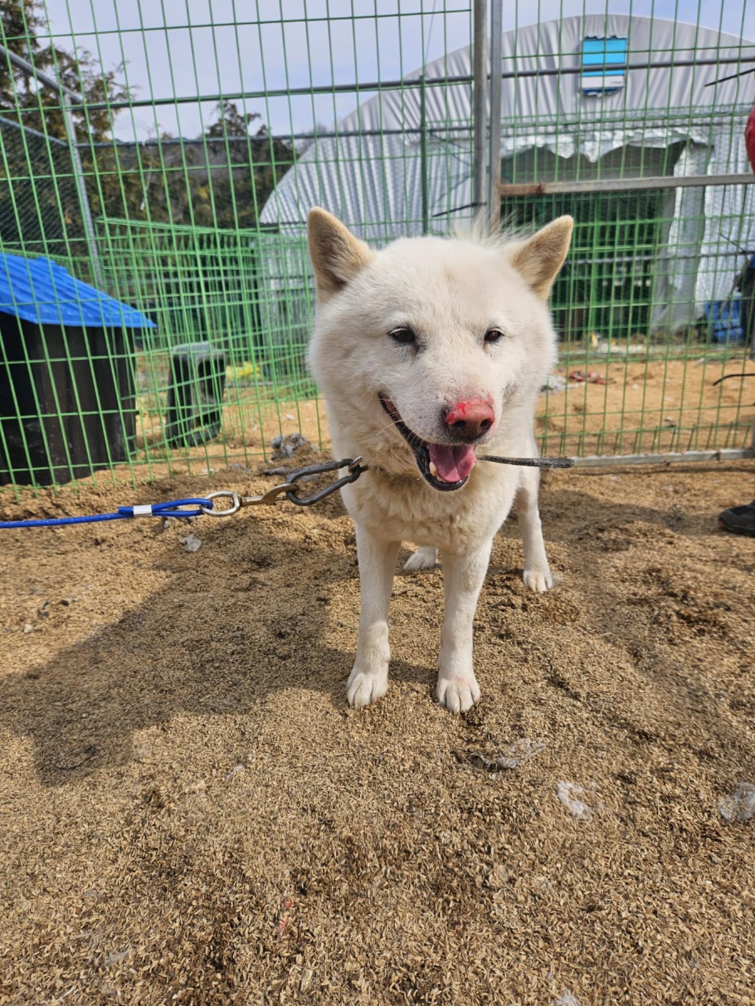 진안군유기동물보호소_445473202400075