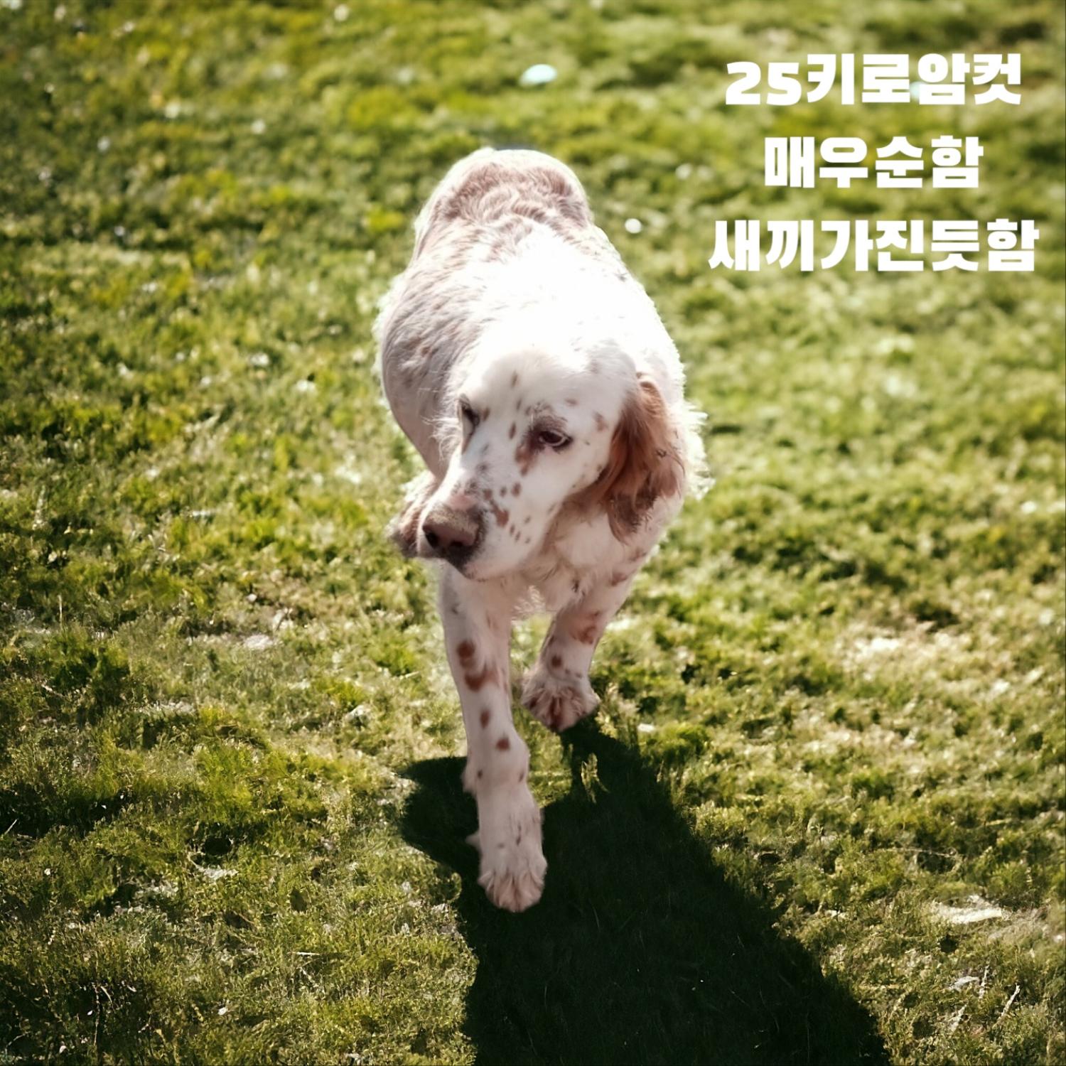 성주유기동물보호센터_447521202400101