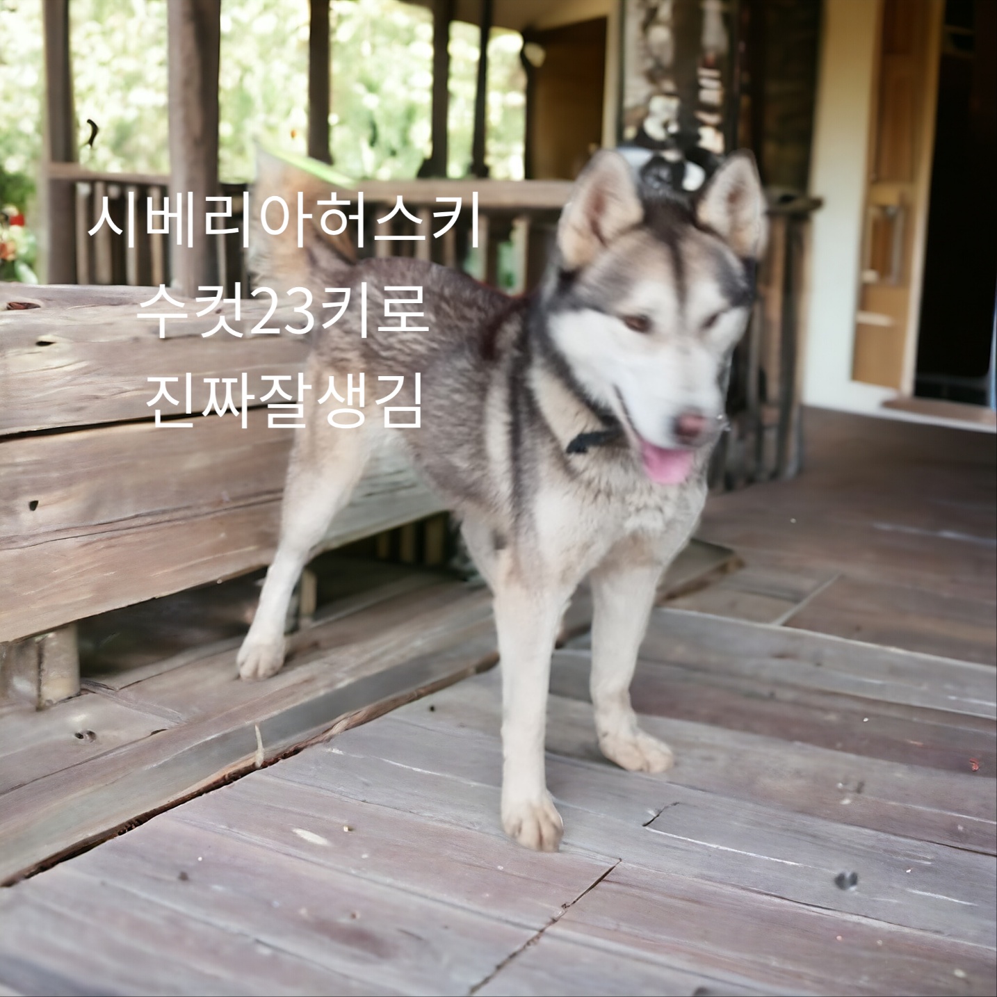 성주유기동물보호센터_447521202400102