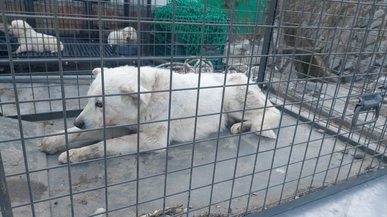 산청동물보호센터_448545202400033