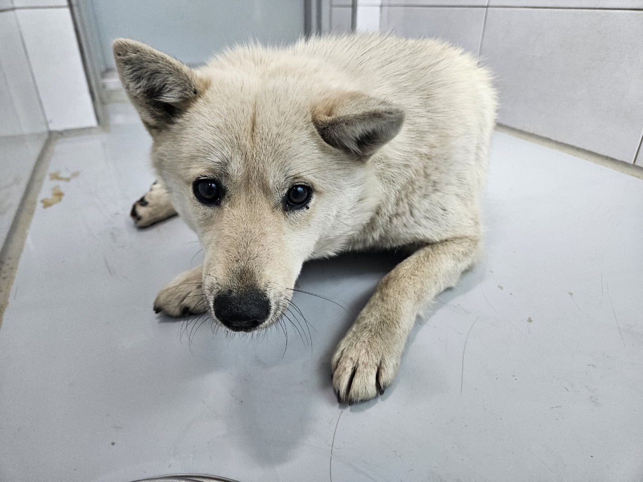 아산동물복지지원센터_444452202400200