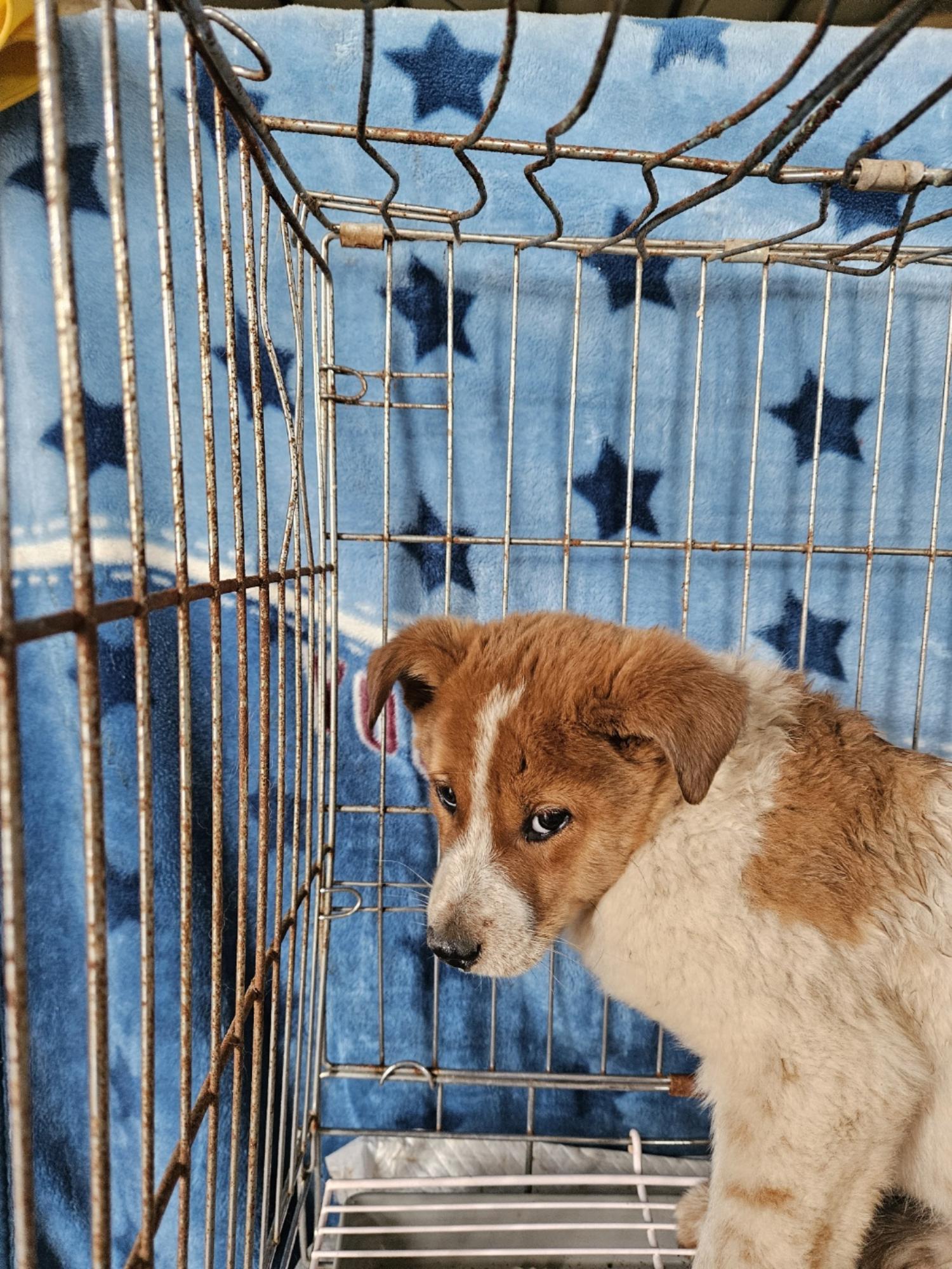 동물보호관리협회_426329202400044