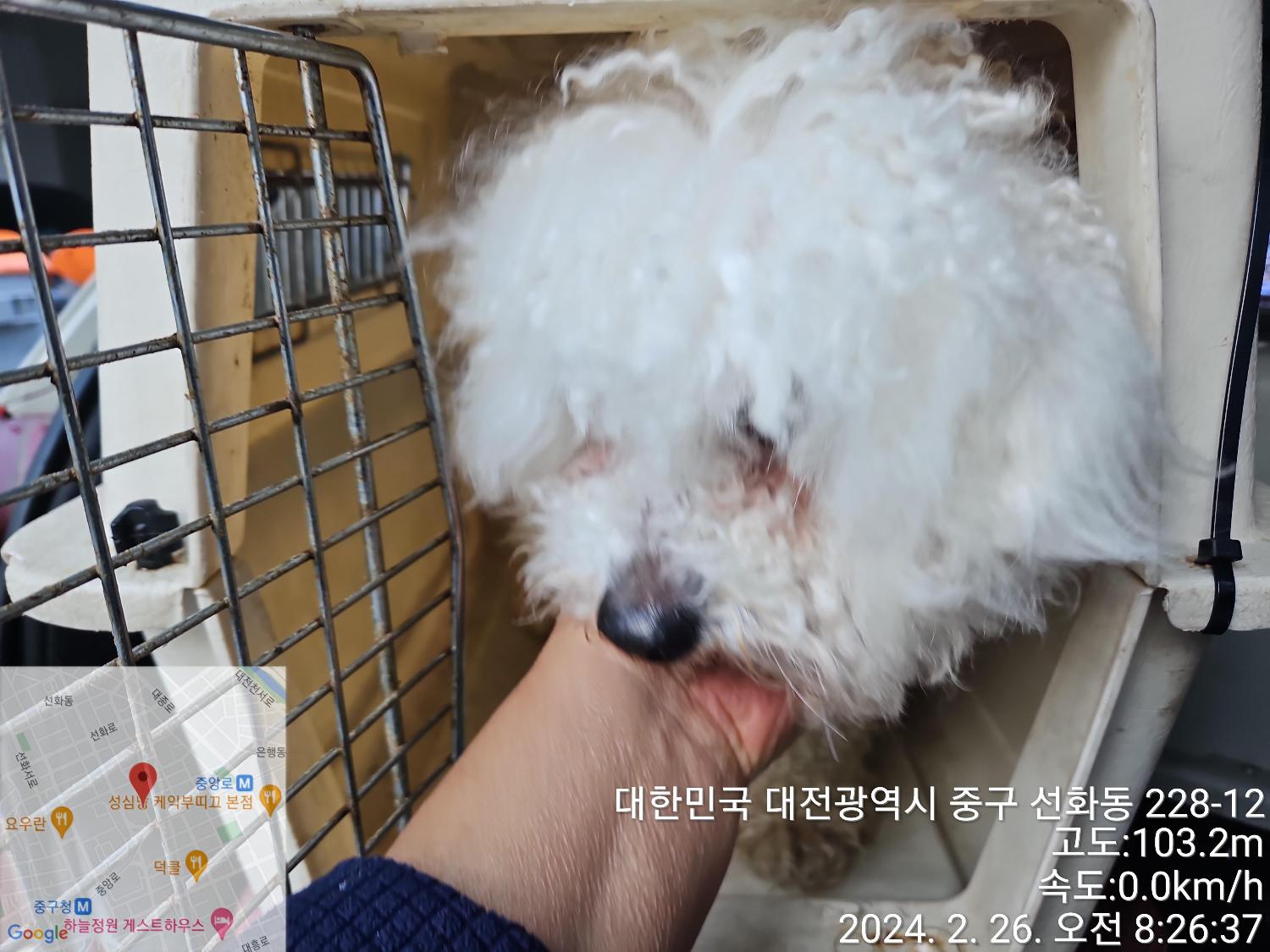 대전동물보호센터_430365202400034