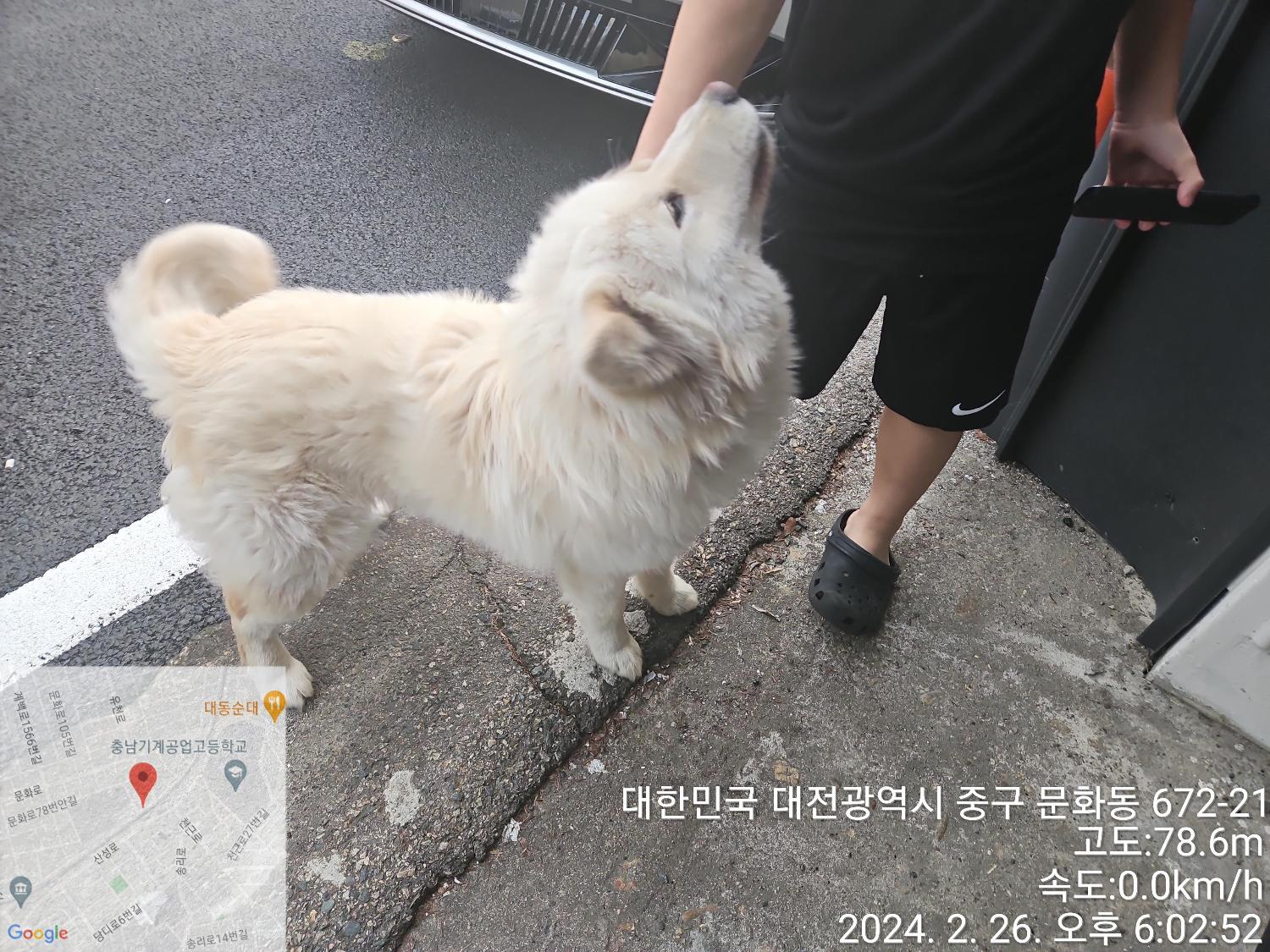 보호중 사모예드의 …
