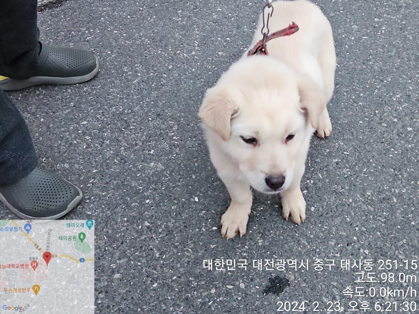 보호중 믹스견의 가…
