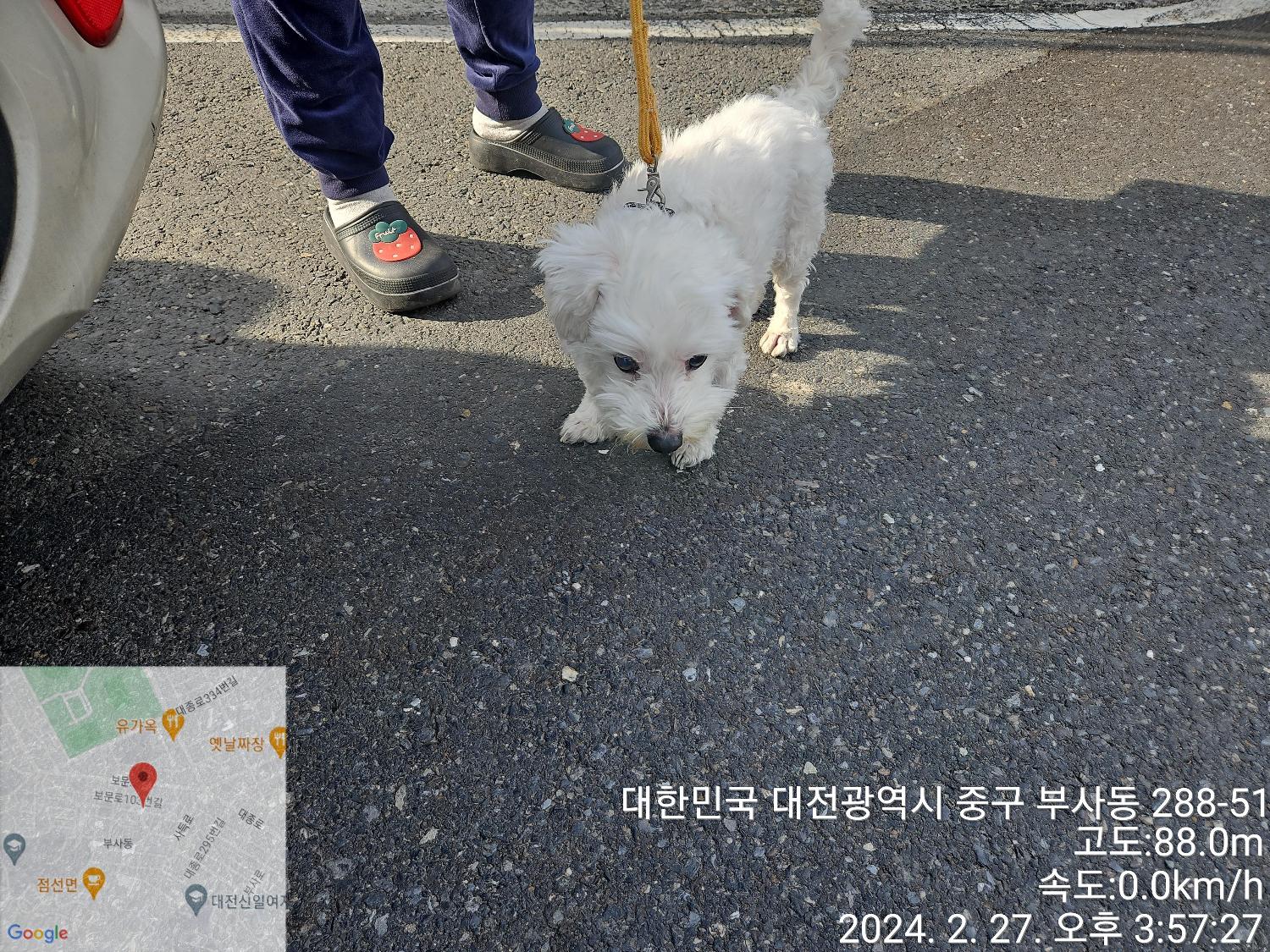 대전동물보호센터_430365202400038