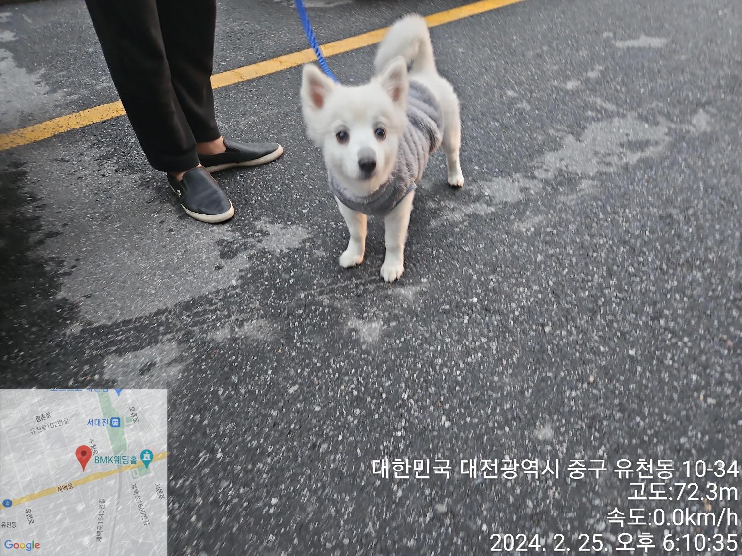 종료(반환) 믹스견…