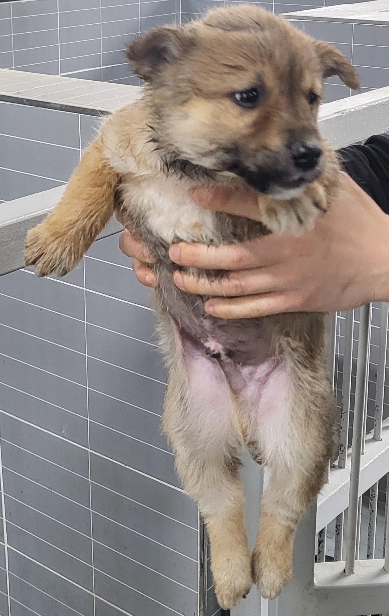 영덕유기동물보호센터_447518202400069