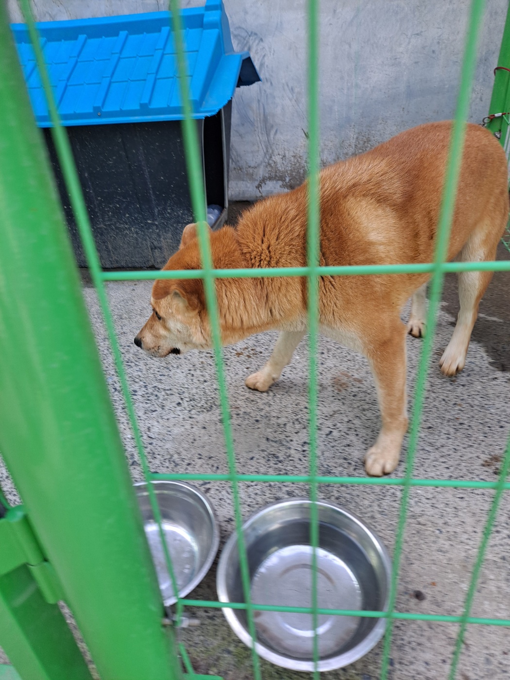 거제시유기동물보호소_448537202400101