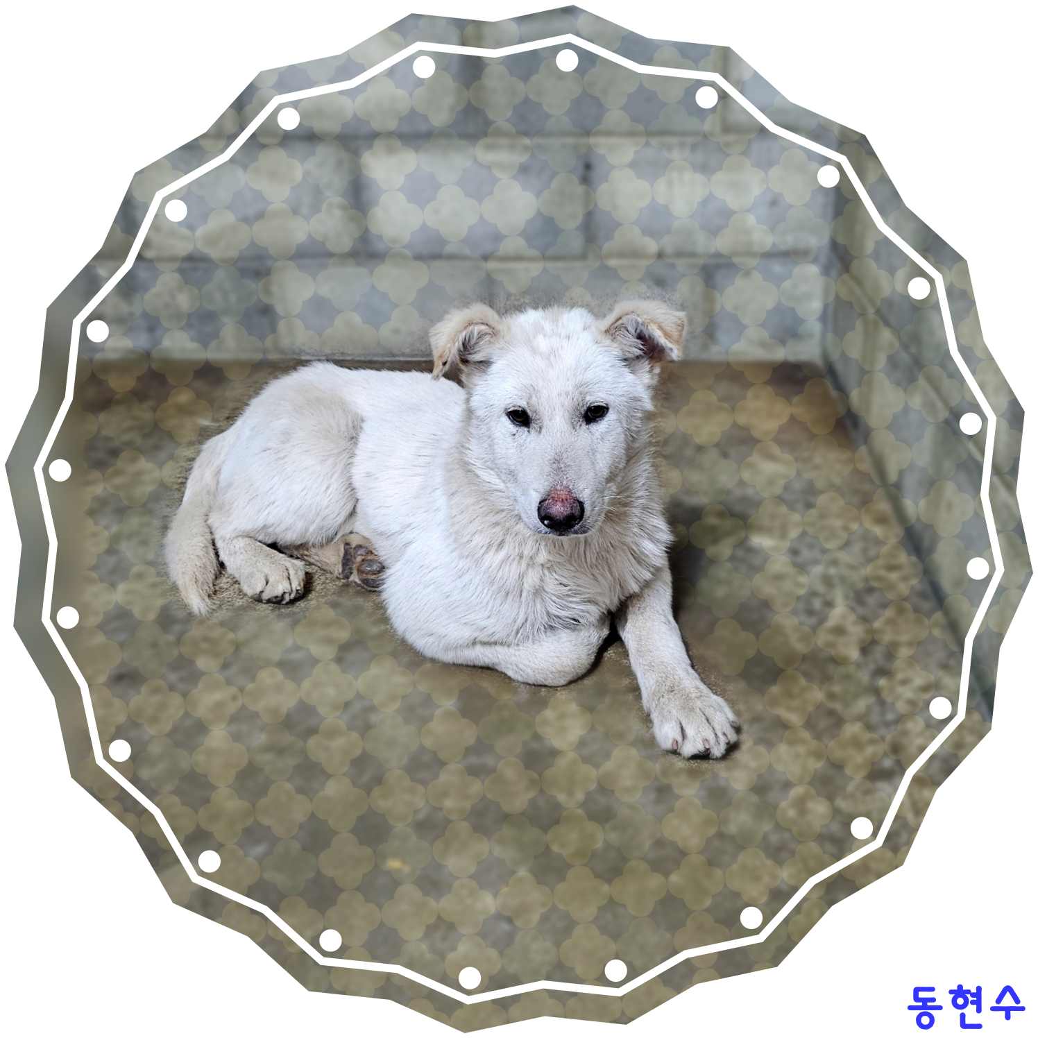 군산유기동물보호센터_445467202400228