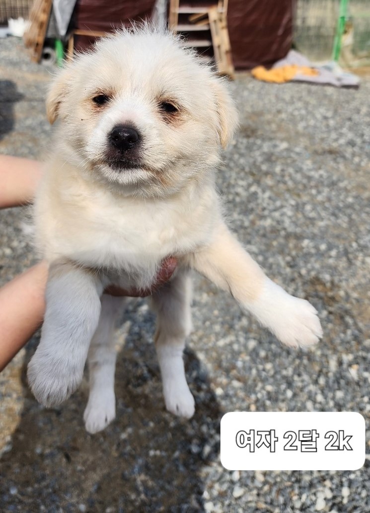 보호중 믹스견의 가…