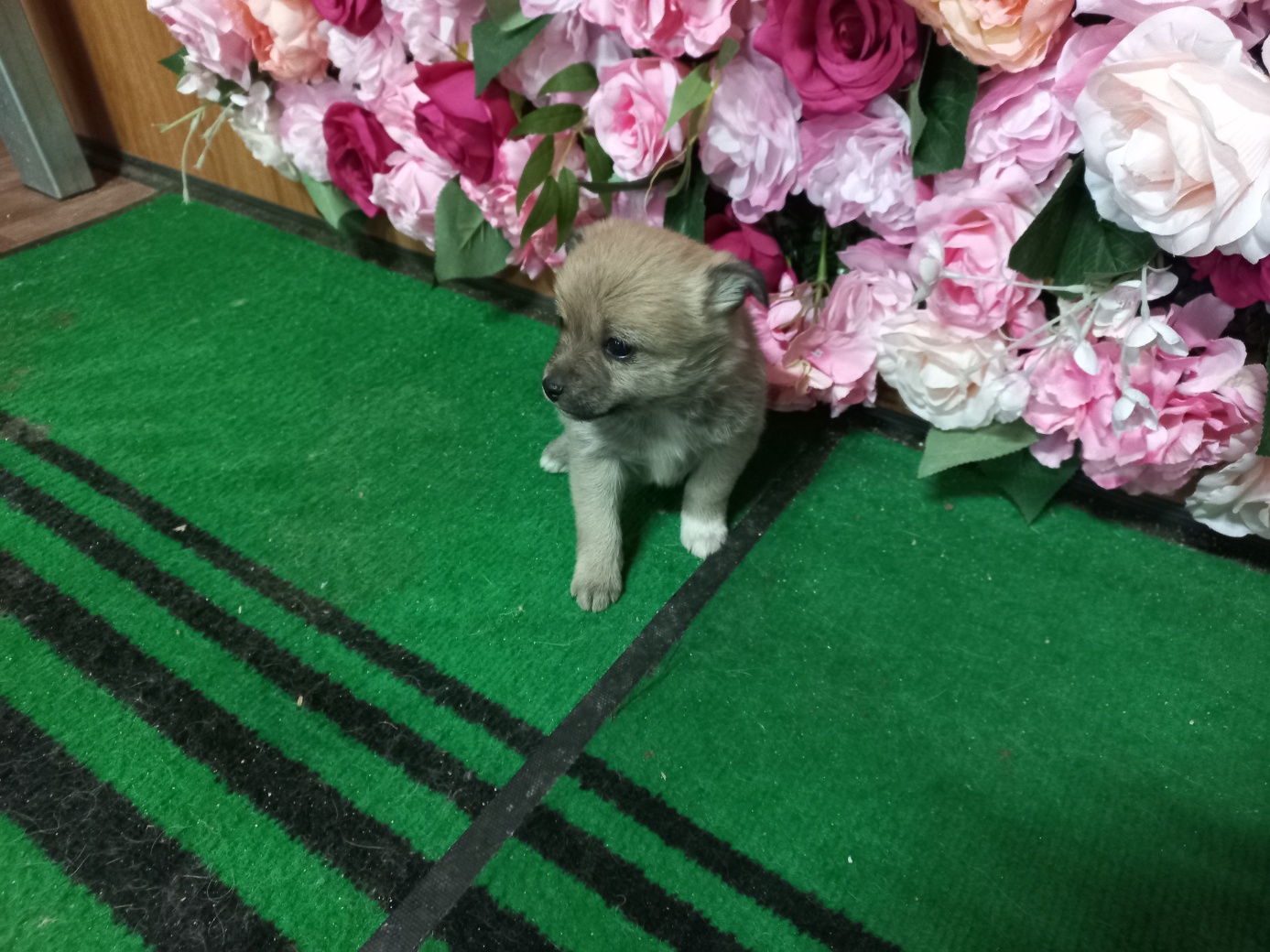 청도군동물보호소_447519202400099