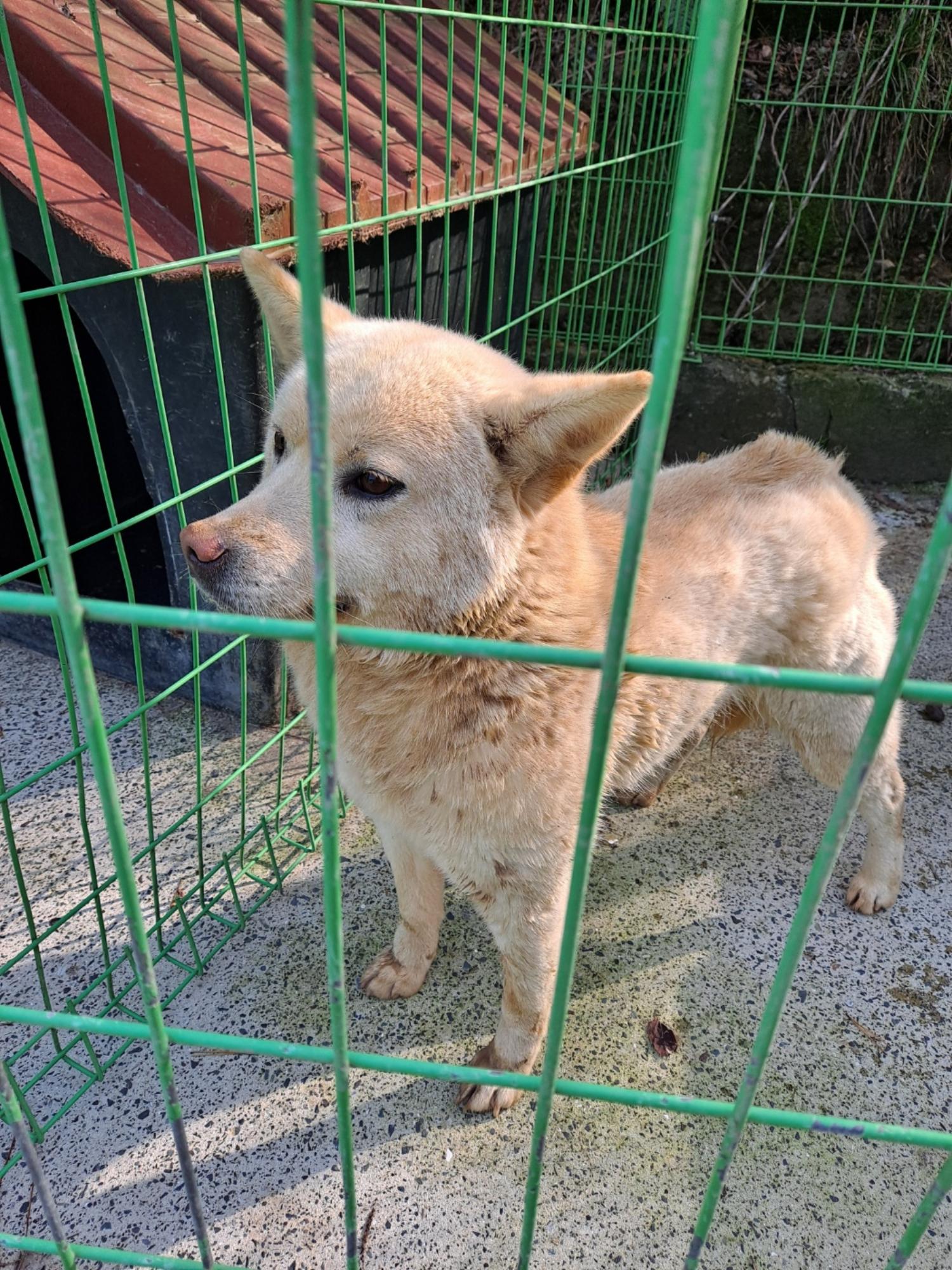 거제시유기동물보호소_448537202400102