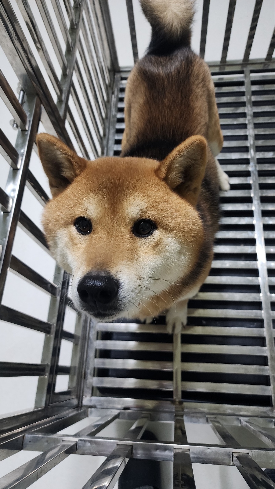 보호중 시바의 가족…