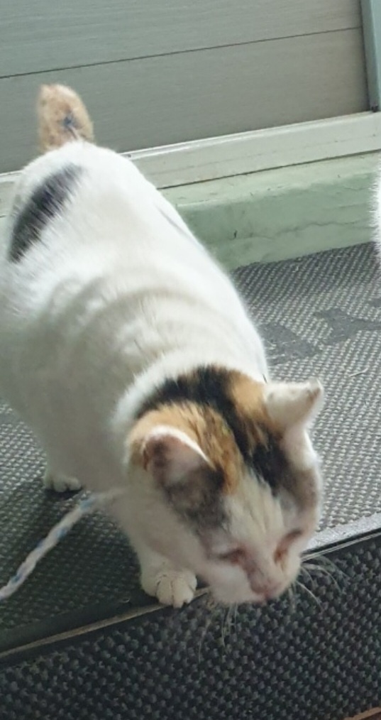 울산유기동물보호센터_431373202400098