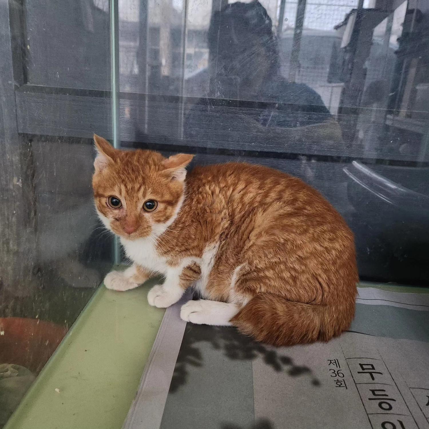 장성군동물보호센터_446498202400074