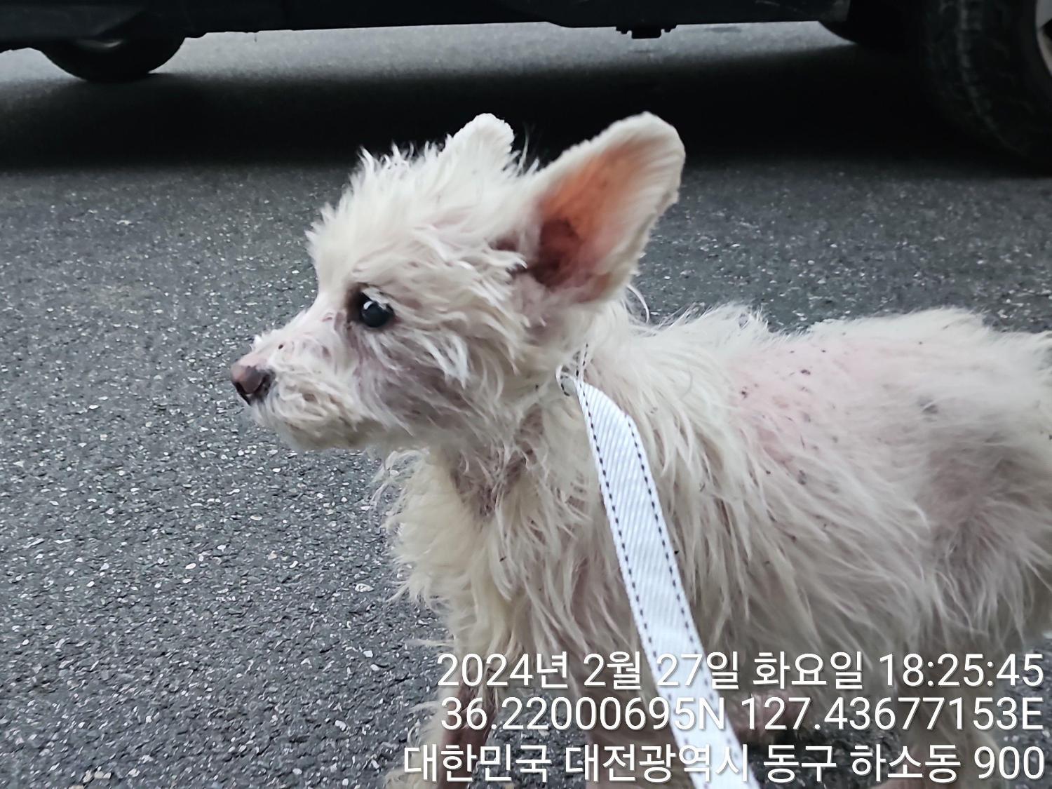 대전동물보호센터_430364202400051