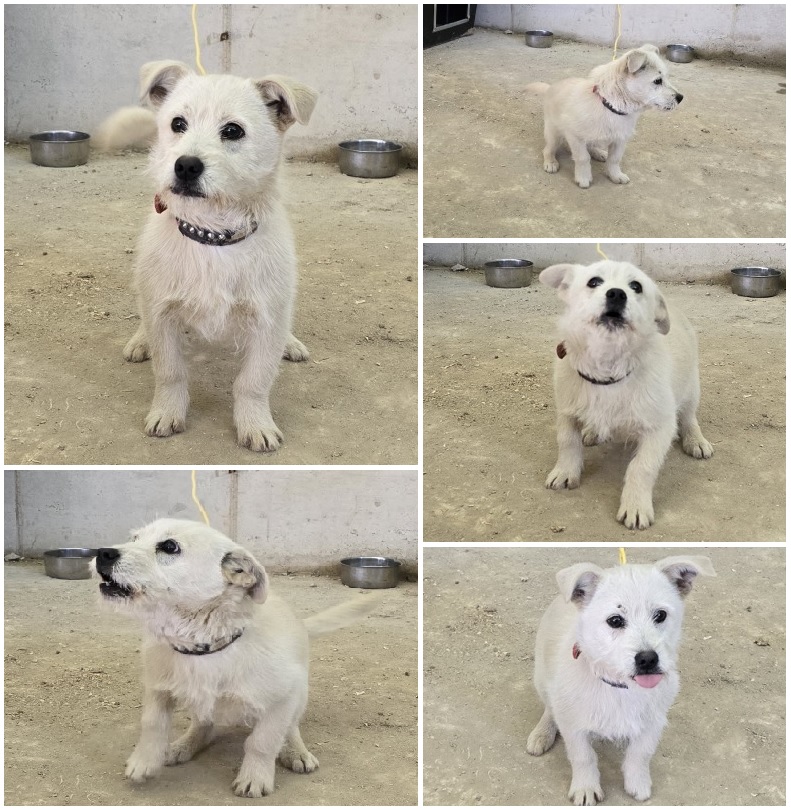 무안군유기동물보호소_446495202400099