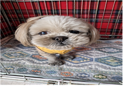 보호중 시츄의 가족…