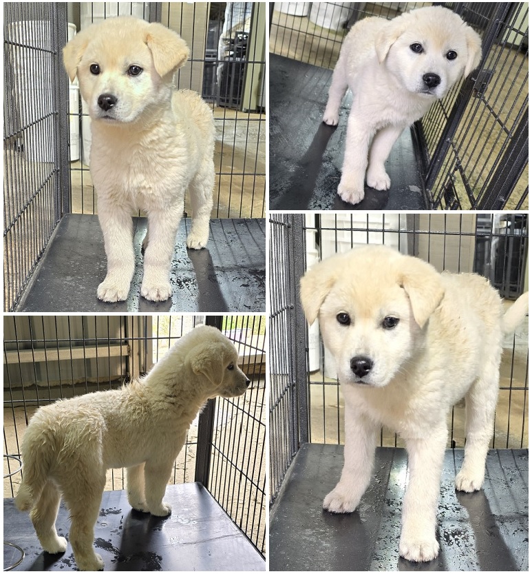 무안군유기동물보호소_446495202400098