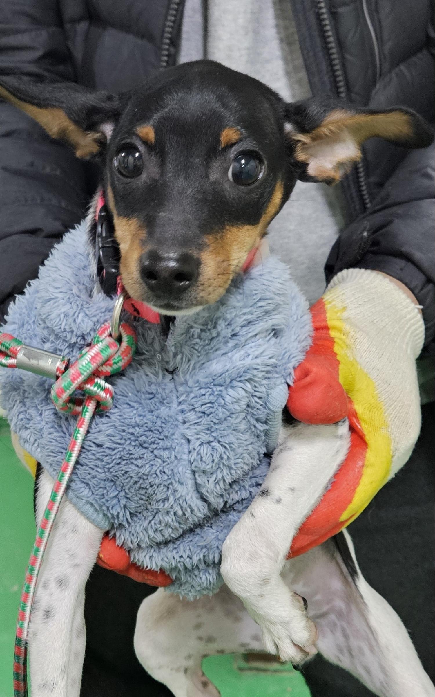 대구유기동물보호협회_427347202400071