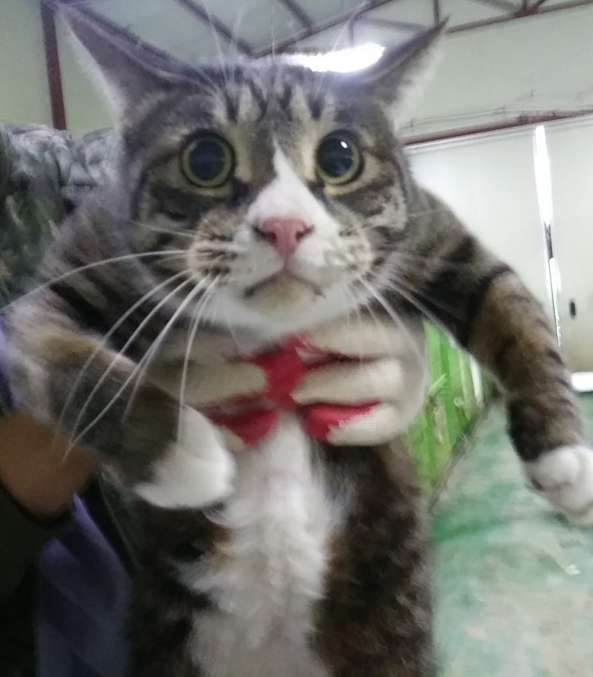 인천광역시수의사회_428351202400057