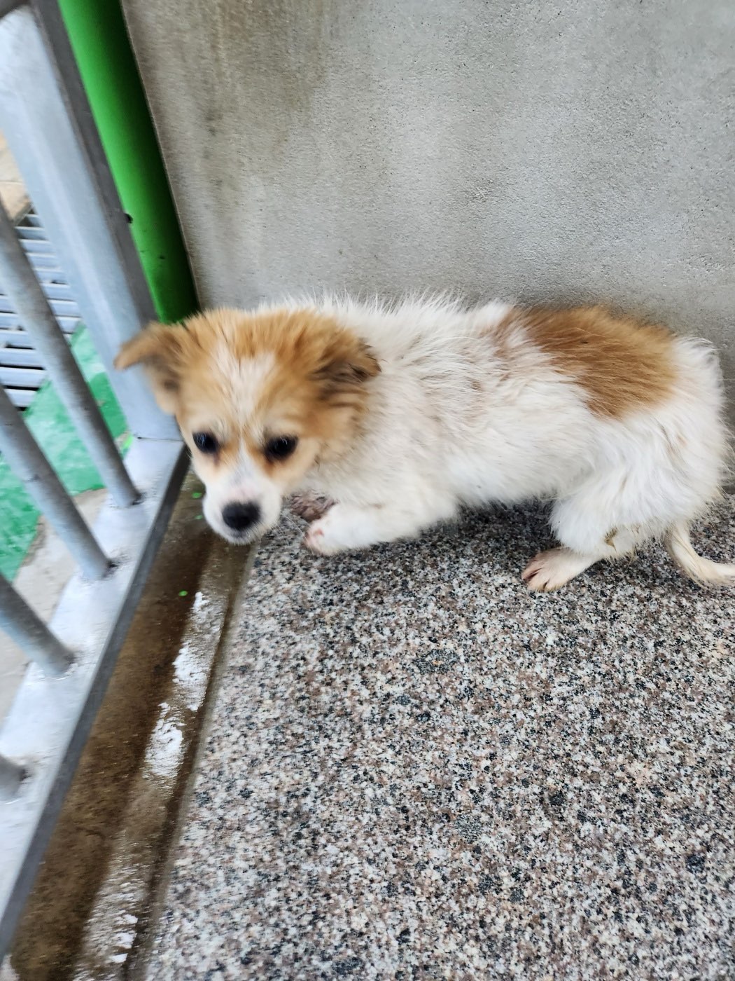 영주시 동물보호센터_447509202400055