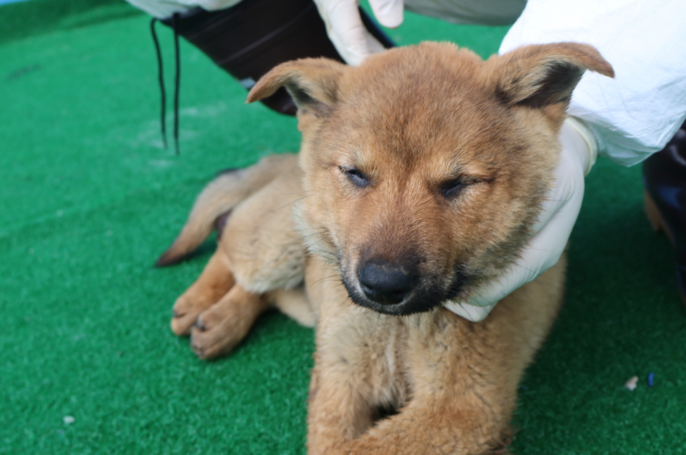 제주 동물보호센터_450650202400663