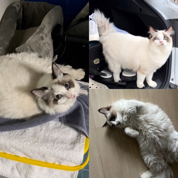 당진시동물보호소_444568202400116