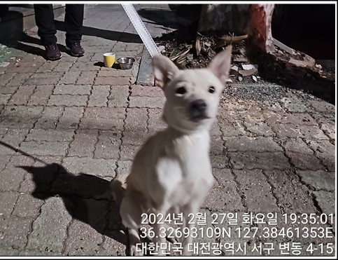 대전동물보호센터_430366202400048