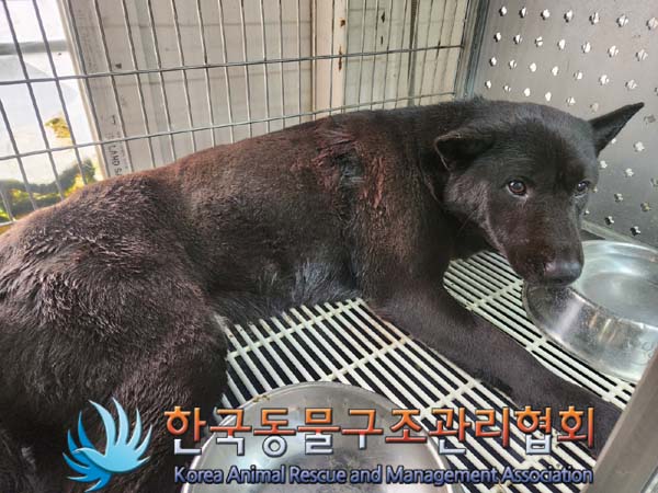 한국동물구조관리협회_411317202400018