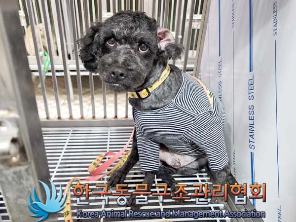 종료(입양) 푸들의…