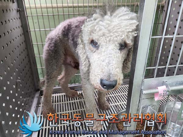 한국동물구조관리협회_441392202400044