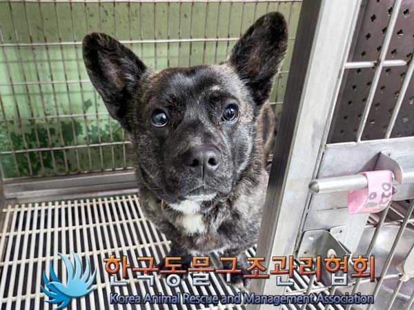 한국동물구조관리협회_441392202400043