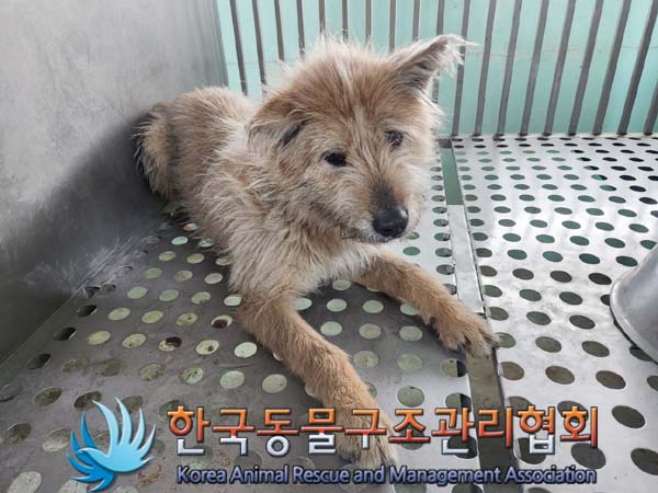 한국동물구조관리협회_441414202400084