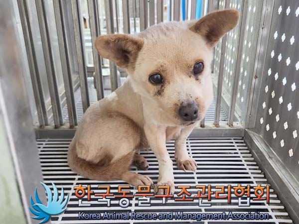 한국동물구조관리협회_441559202400111