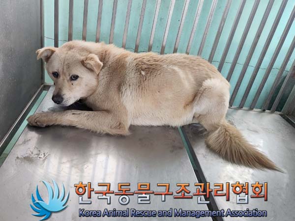 한국동물구조관리협회_441560202400159