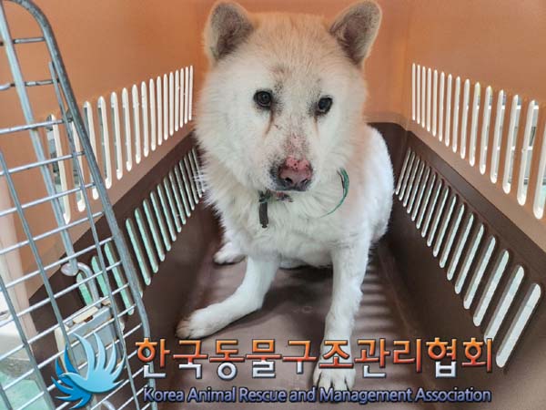 보호중 믹스견의 가…
