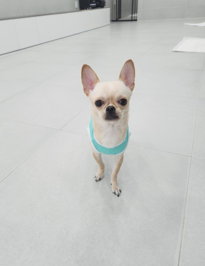 반려동물 입양센터_447508202400224